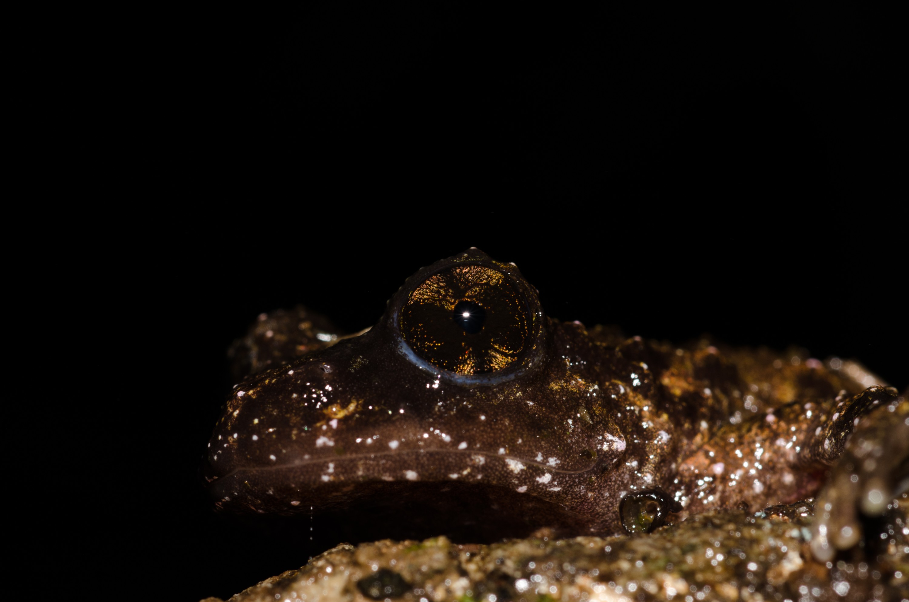 DSC_9551 – Hochstetter's, frog, Leiopelma, hochstetteri, Hochstetter, coromandel, amphibian, Crispin, reptiles, amphibians, rare, cold, blood, new, new zealand, zealand, nz